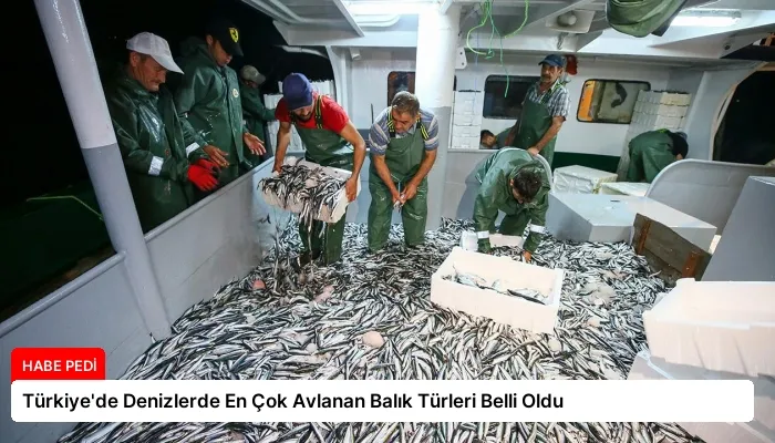 Türkiye’de Denizlerde En Çok Avlanan Balık Türleri Belli Oldu