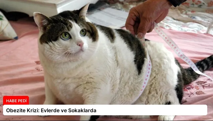 Obezite Krizi: Evlerde ve Sokaklarda