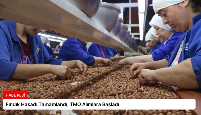 Fındık Hasadı Tamamlandı, TMO Alımlara Başladı