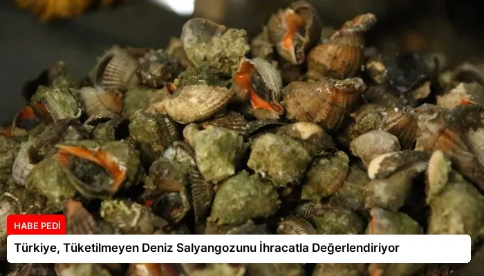 Türkiye, Tüketilmeyen Deniz Salyangozunu İhracatla Değerlendiriyor
