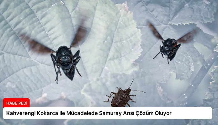 Kahverengi Kokarca ile Mücadelede Samuray Arısı Çözüm Oluyor