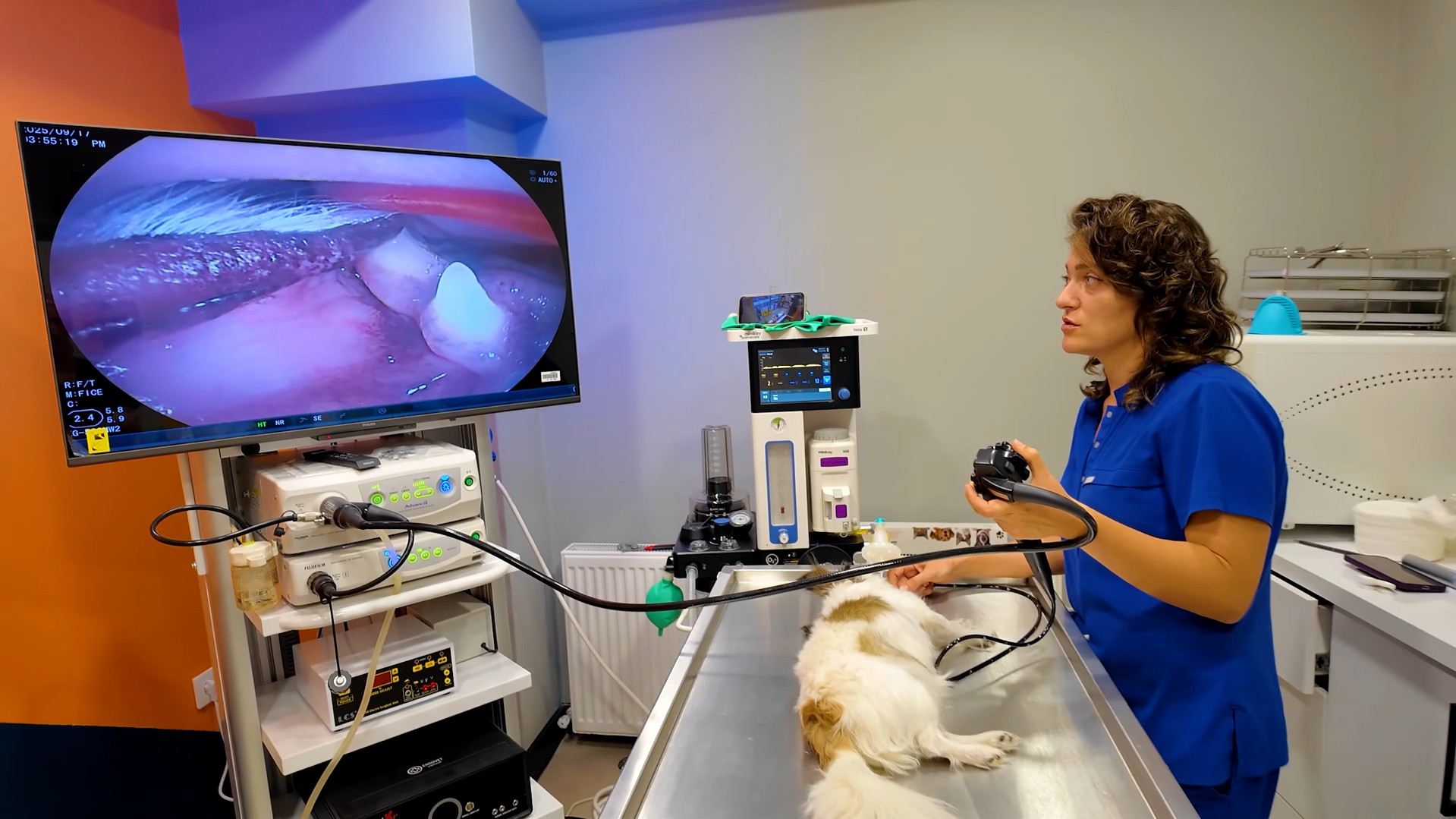 Cevizli’de Veteriner Seçerken Nelere Dikkat Edilmeli? Evcil Hayvan Sahipleri İçin Rehber