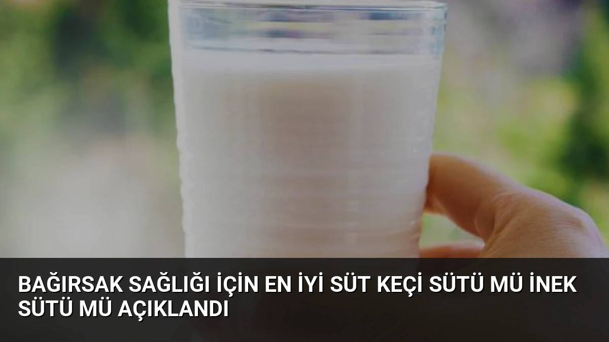 Bağırsak Sağlığı İçin En İyi Süt Keçi Sütü Mü İnek Sütü Mü Açıklandı