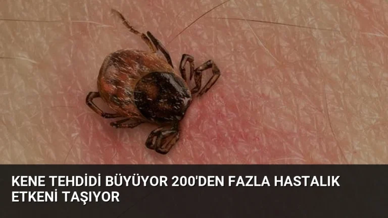 Kene Tehdidi Büyüyor 200’den Fazla Hastalık Etkeni Taşıyor