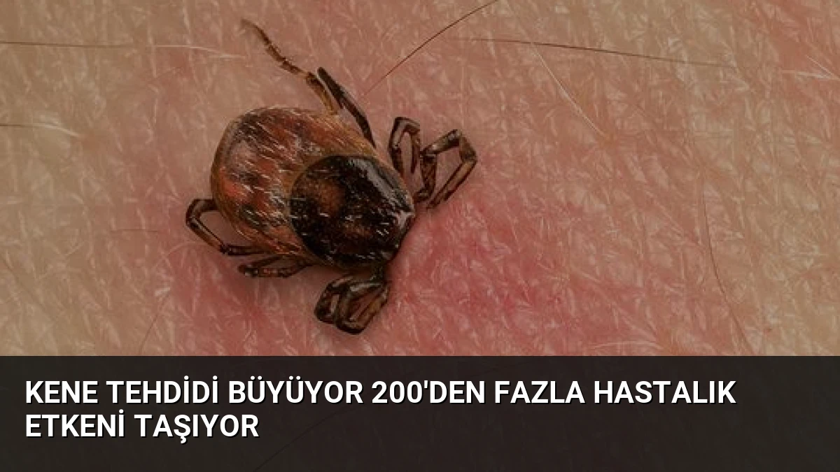 Kene Tehdidi Büyüyor 200’den Fazla Hastalık Etkeni Taşıyor