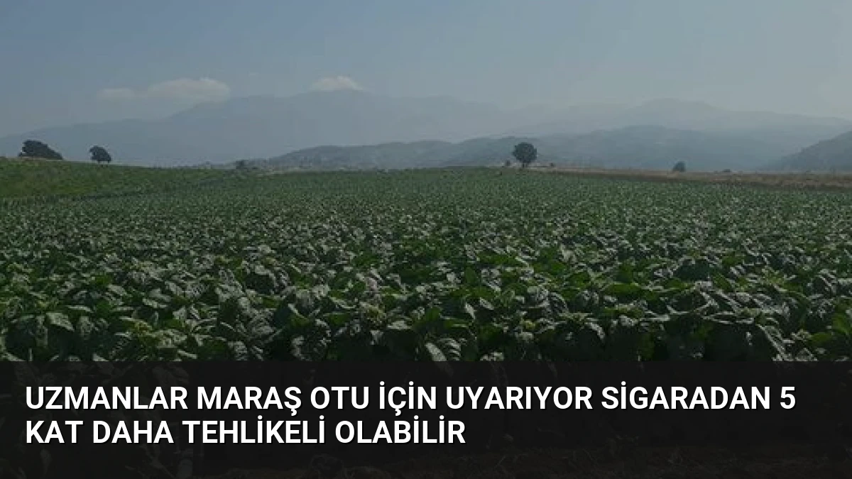 Uzmanlar Maraş Otu İçin Uyarıyor Sigaradan 5 Kat Daha Tehlikeli Olabilir