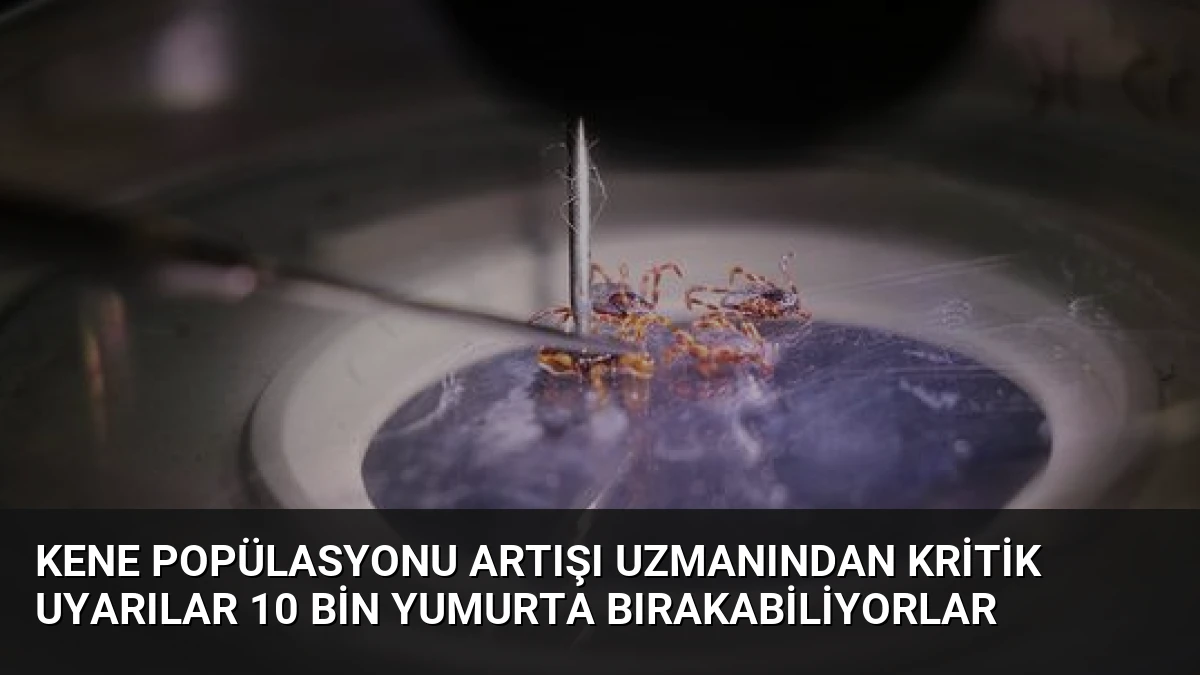 Kene Popülasyonu Artışı Uzmanından Kritik Uyarılar 10 Bin Yumurta Bırakabiliyorlar
