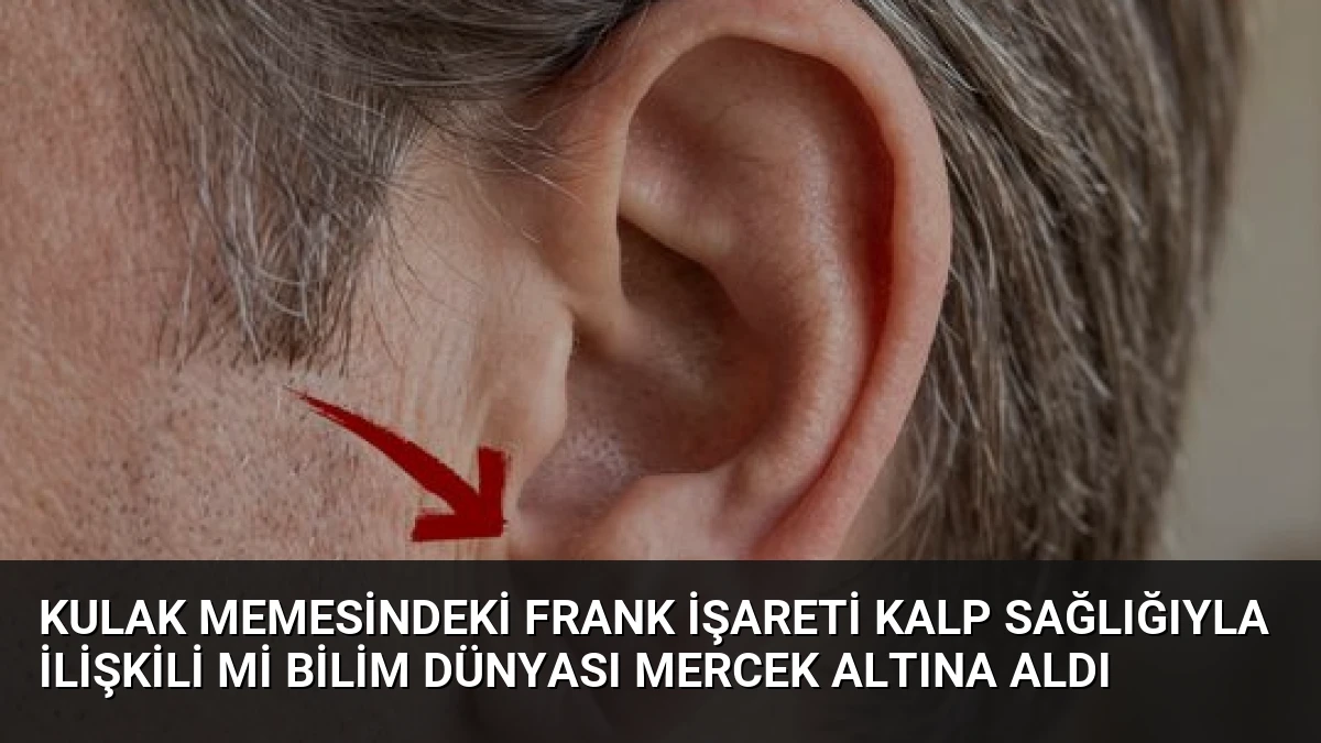 Kulak Memesindeki Frank İşareti Kalp Sağlığıyla İlişkili mi Bilim Dünyası Mercek Altına Aldı