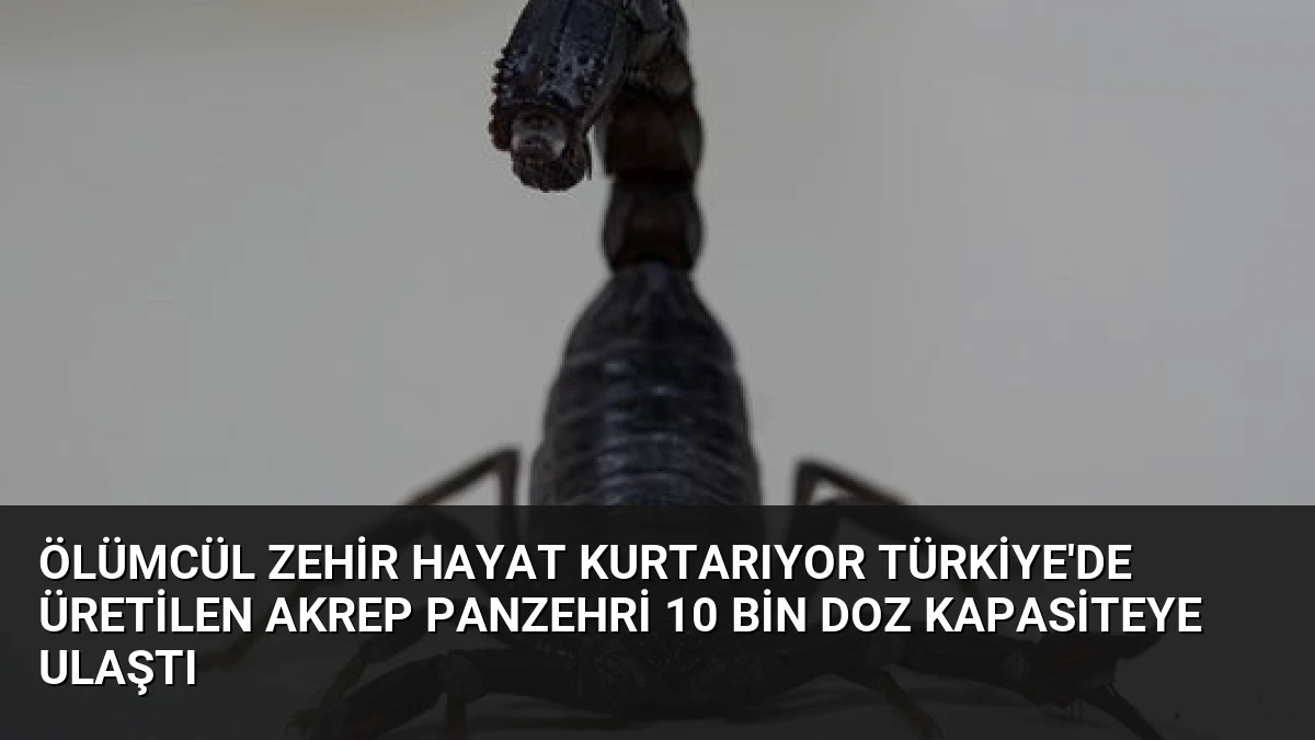 Ölümcül Zehir Hayat Kurtarıyor Türkiye’de Üretilen Akrep Panzehri 10 Bin Doz Kapasiteye Ulaştı