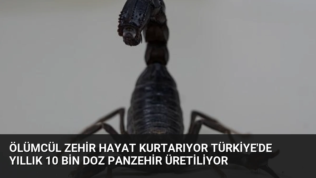Ölümcül Zehir Hayat Kurtarıyor Türkiye’de Yıllık 10 Bin Doz Panzehir Üretiliyor