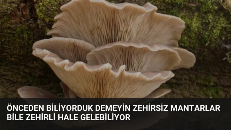 Önceden Biliyorduk Demeyin Zehirsiz Mantarlar Bile Zehirli Hale Gelebiliyor