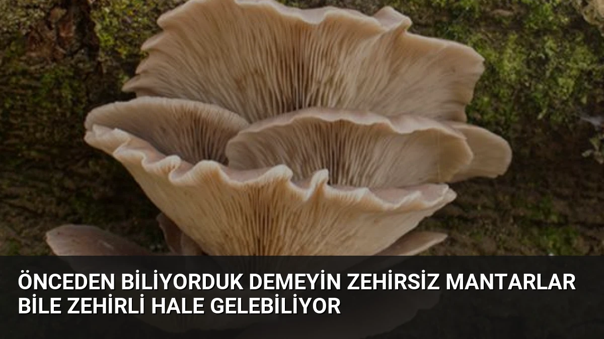 Önceden Biliyorduk Demeyin Zehirsiz Mantarlar Bile Zehirli Hale Gelebiliyor
