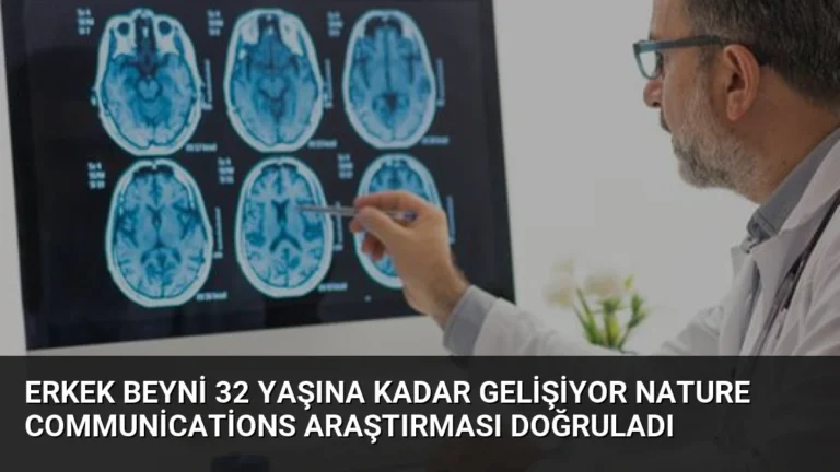 Erkek Beyni 32 Yaşına Kadar Gelişiyor Nature Communications Araştırması Doğruladı