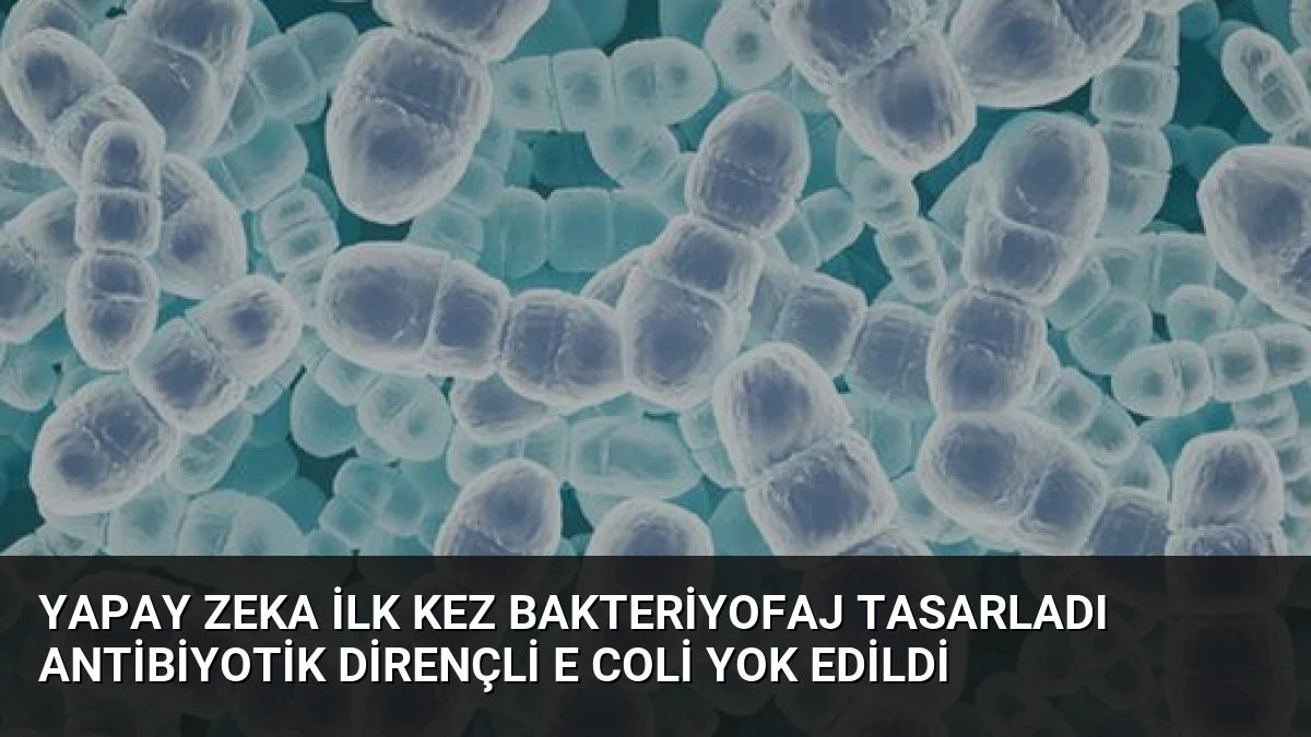 Yapay Zeka İlk Kez Bakteriyofaj Tasarladı Antibiyotik Dirençli E Coli Yok Edildi