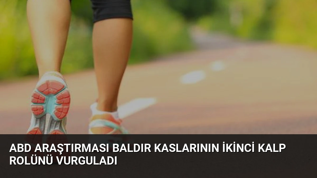 ABD Araştırması Baldır Kaslarının İkinci Kalp Rolünü Vurguladı