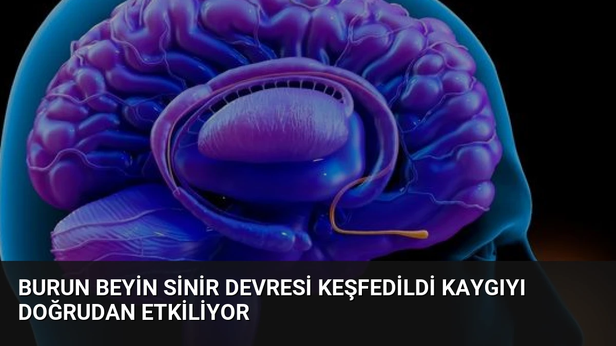 Burun Beyin Sinir Devresi Keşfedildi Kaygıyı Doğrudan Etkiliyor