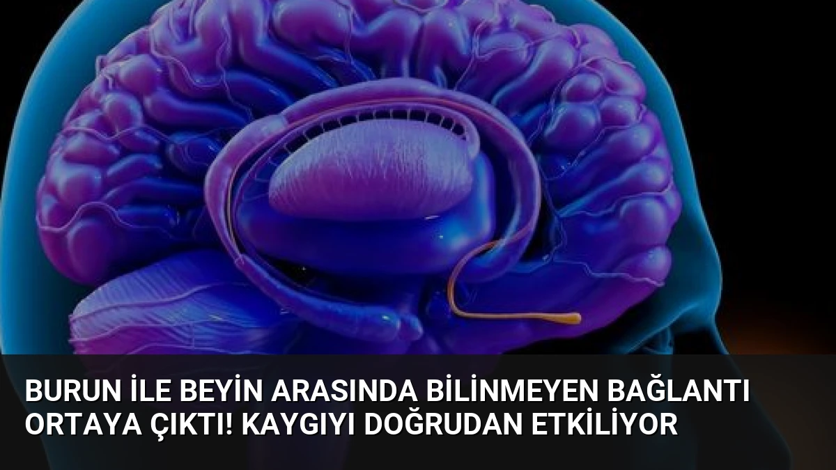 Burun ile beyin arasında bilinmeyen bağlantı ortaya çıktı! Kaygıyı doğrudan etkiliyor