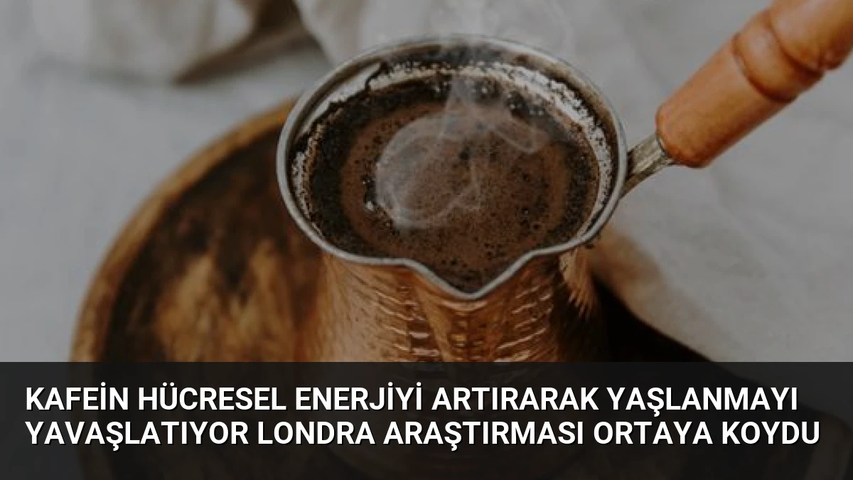 Kafein Hücresel Enerjiyi Artırarak Yaşlanmayı Yavaşlatıyor Londra Araştırması Ortaya Koydu