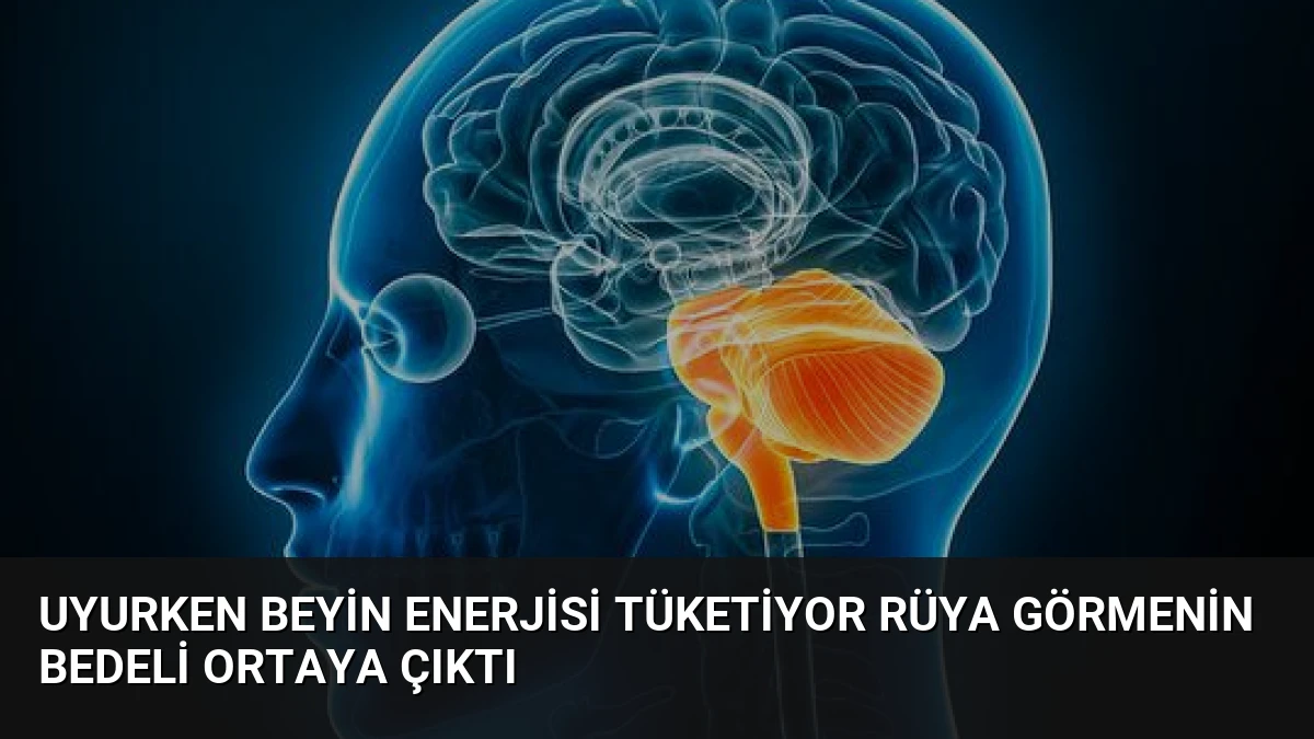 Uyurken Beyin Enerjisi Tüketiyor Rüya Görmenin Bedeli Ortaya Çıktı