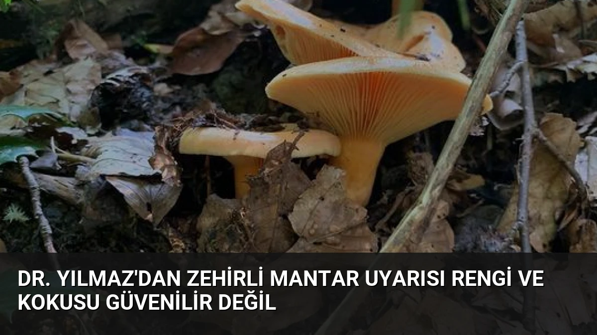 Dr. Yılmaz’dan Zehirli Mantar Uyarısı Rengi ve Kokusu Güvenilir Değil