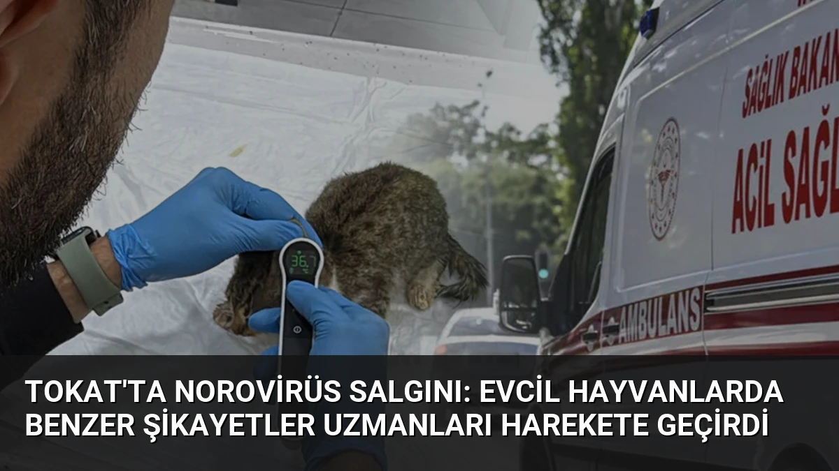 Tokat’ta Norovirüs Salgını: Evcil Hayvanlarda Benzer Şikayetler Uzmanları Harekete Geçirdi